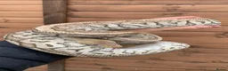 Python Snake reptiles for sale: Ball pythons  - Advert 6