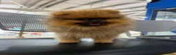 Pomeranian dogs for sale: REDUCED READY TO LEAVE - Advert 4