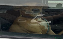 Lurcher dogs for sale: Lurcher pup  - Advert 2