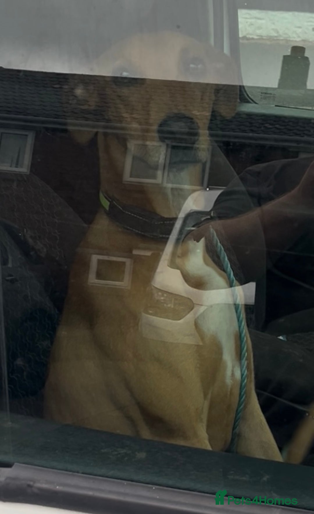 Lurcher dogs for sale: Lurcher pup  - Advert 2