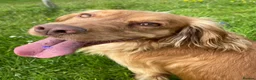 Cocker Spaniel dogs for stud: KCRegisteredHealthTestedStud- Salixjager of Silva  in Wallingford - Advert 8