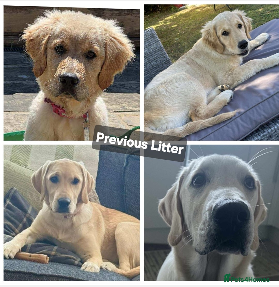 Goldador dogs for sale: Upcoming litter of beautiful F1B Goldadors - Image 11