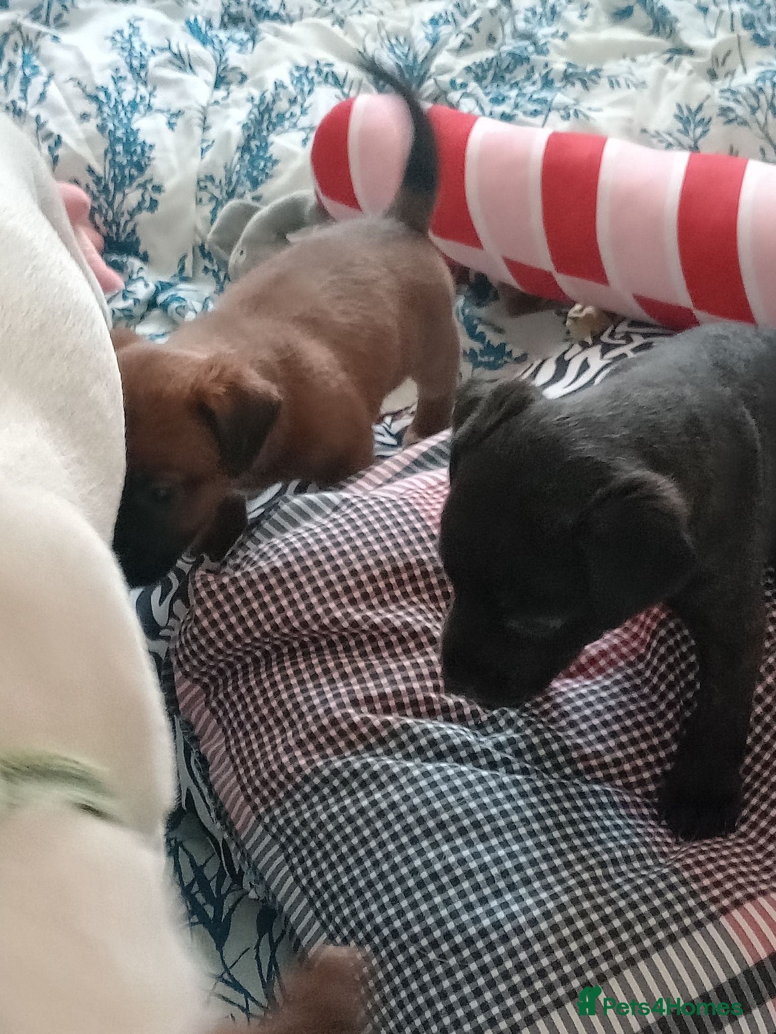 Patterjack dogs Beautiful puppies - Advert 1