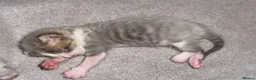 Mixed Breed cats for sale: 2 amazing kittens for sale - Advert 7