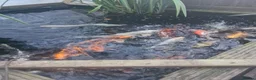 Koi Carp fish for sale: Koi carp various sizes - Advert 8