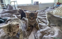 British Shorthair cats for sale: Unusual litter of British Shorthairs - Image 6