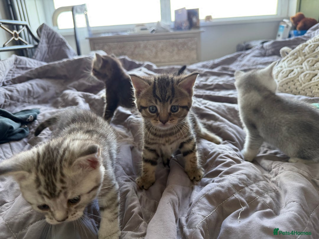 British Shorthair cats for sale: Unusual litter of British Shorthairs - Image 6
