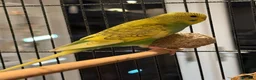 Budgerigars birds for sale: BEAUTIFUL 7-WEEK-OLD BABY BUDGIE male for sale - Advert 3