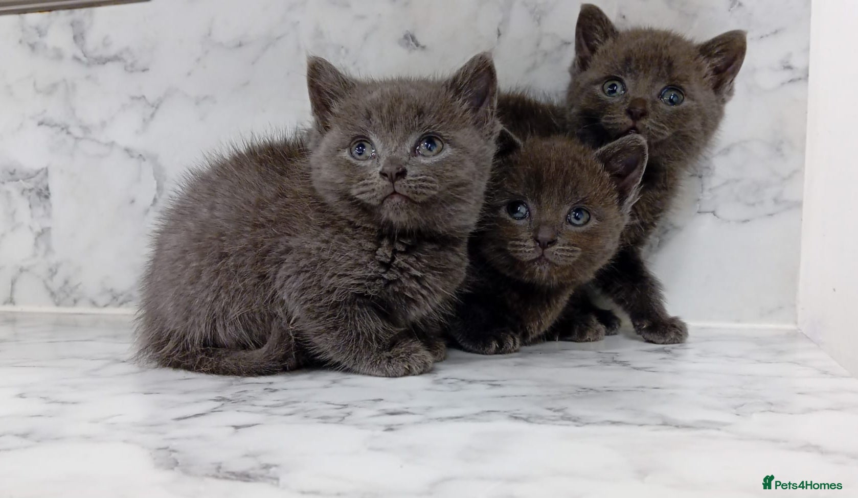 British Longhair cats 5 × British Longhair kittens - Dewormed - Deflead in Bradford - Advert 1