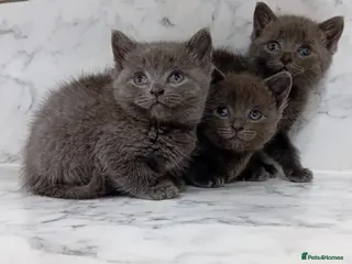 British Longhair cats 5 × British Longhair kittens - Dewormed - Deflead in Bradford - Advert 1