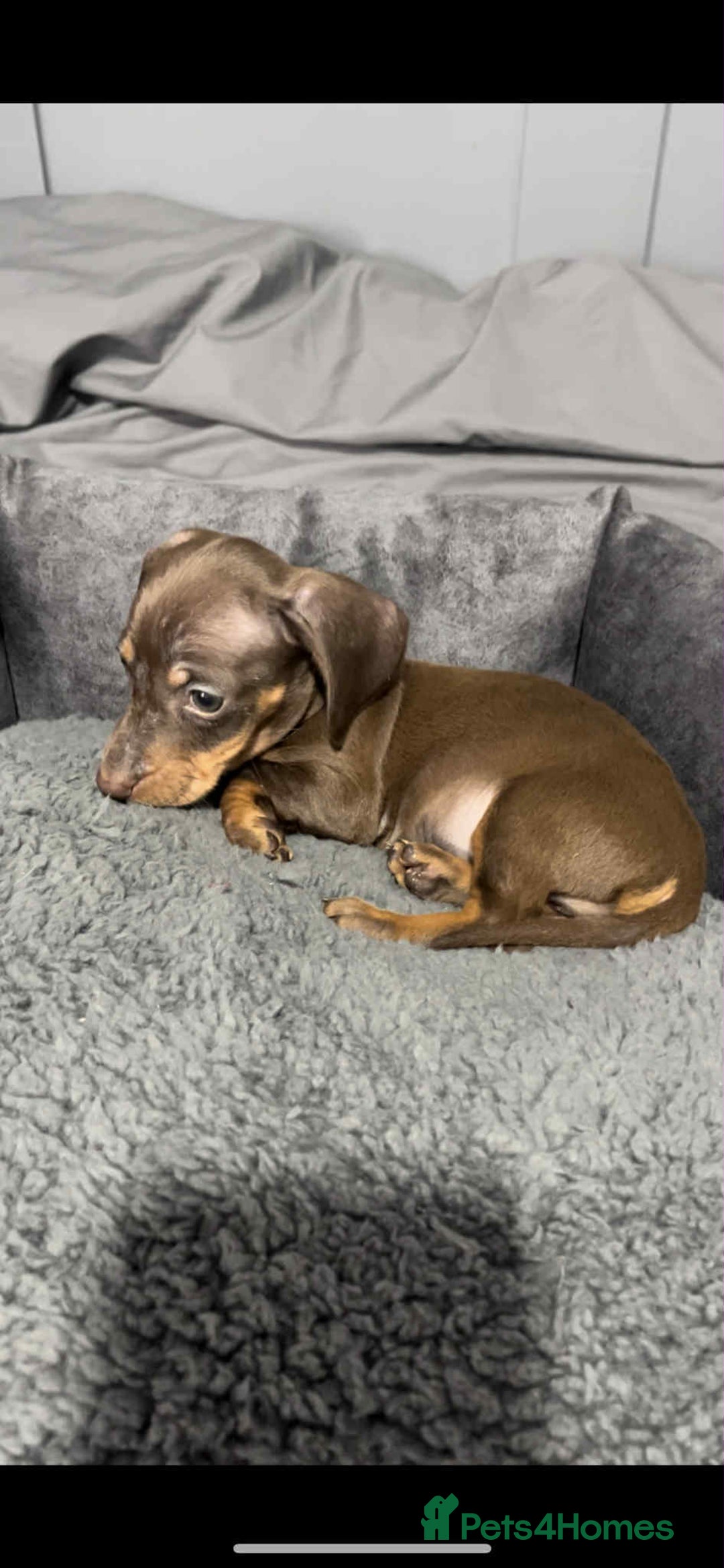 Miniature Dachshund dogs for sale: Miniature dachshund puppies   - Image 1