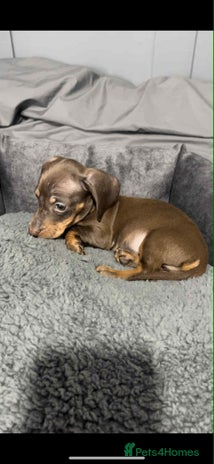Miniature Dachshund dogs - Advert 2