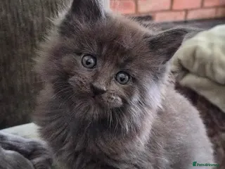 Maine Coon cats Maine coon pedigree kittens - Advert 1