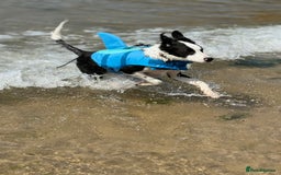 Border Collie dogs for sale: 7 month old Border collie (male) - Image 5