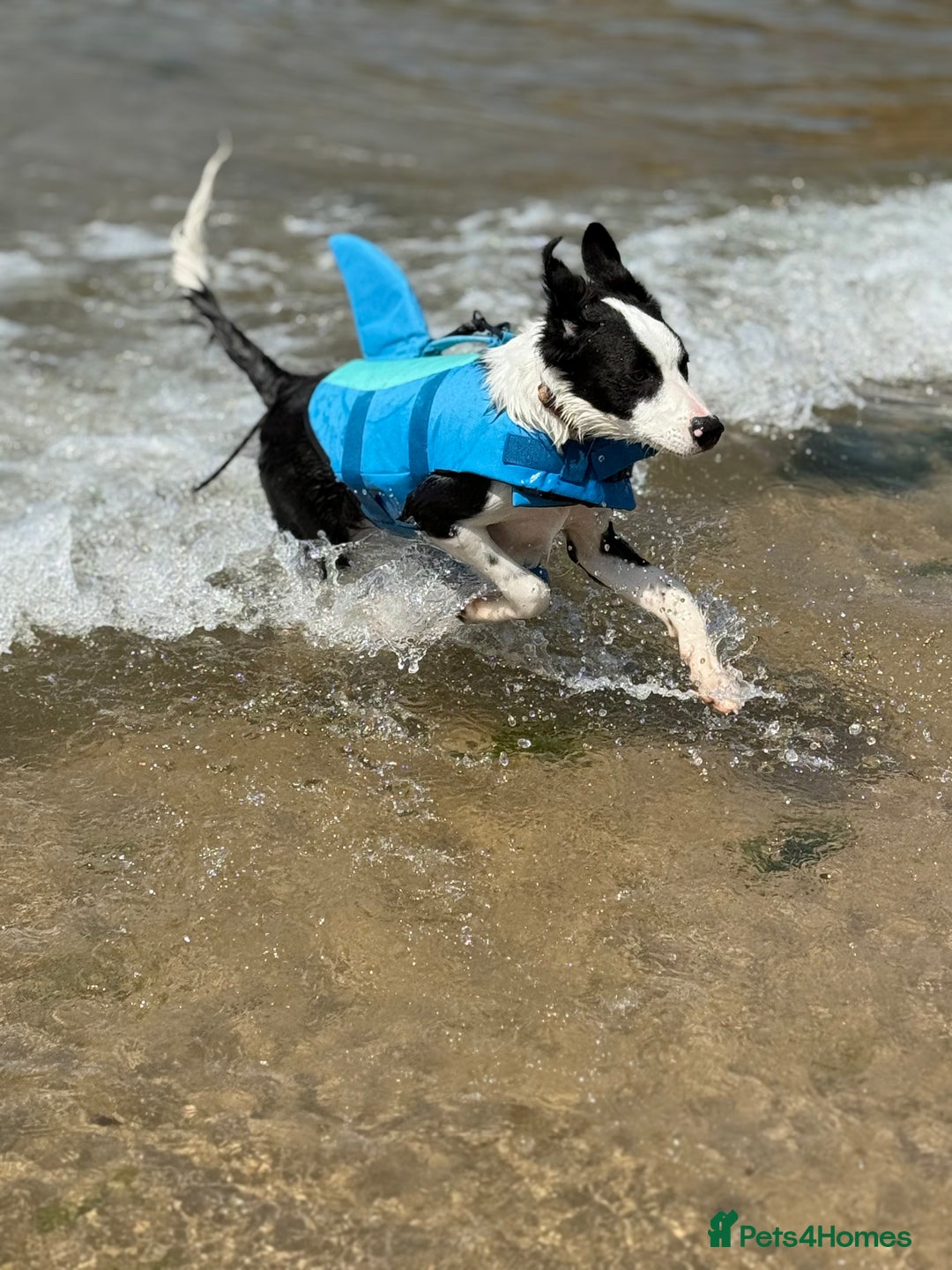 Border Collie dogs for sale: 7 month old Border collie (male) - Image 5