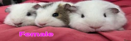 Guinea Pig rodents for sale: Pure breed Teddy guineapigs  - Advert 3