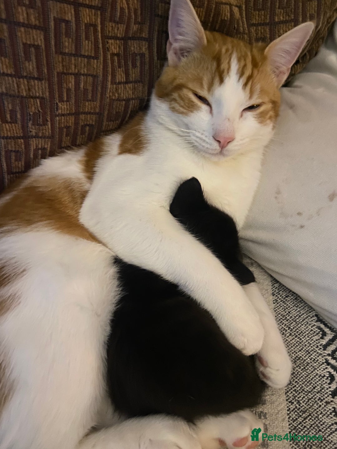 Maine Coon cats for sale:  3 Beautiful Maine coon mix kittens left for sale  - Advert 12