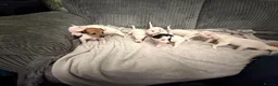 Jack Russell dogs for sale: Jack Russell puppies - Advert 1
