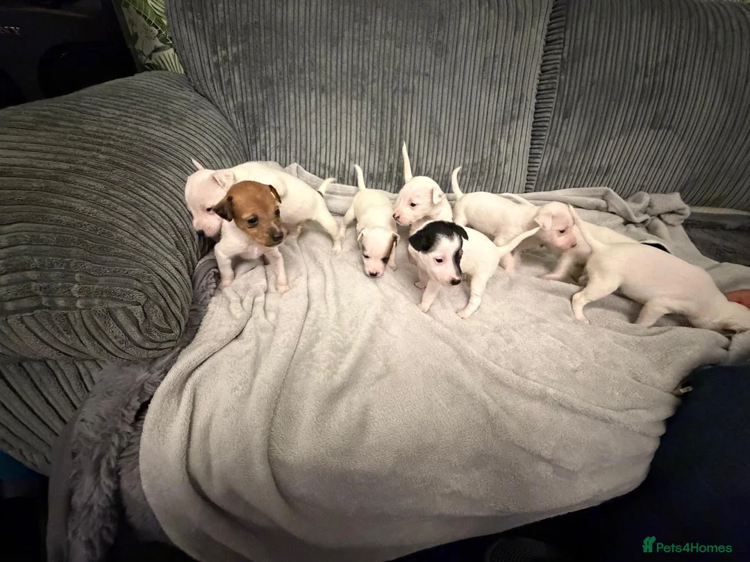 Jack Russell dogs for sale: Jack Russell puppies - Advert 1