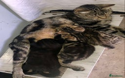 Bombay cats for sale: 3 little boy kittens - Image 13
