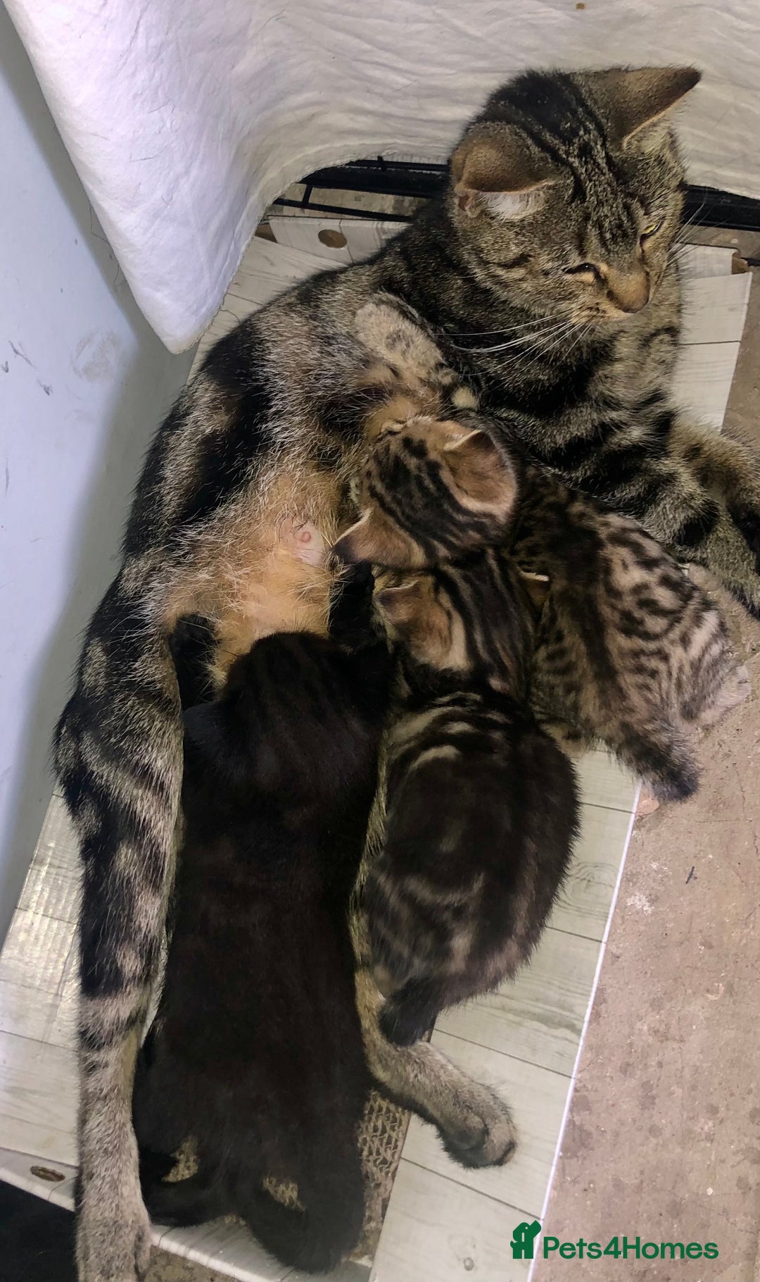 Bombay cats for sale: 3 little boy kittens - Image 13