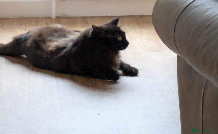 Ragdoll cats - Advert 5