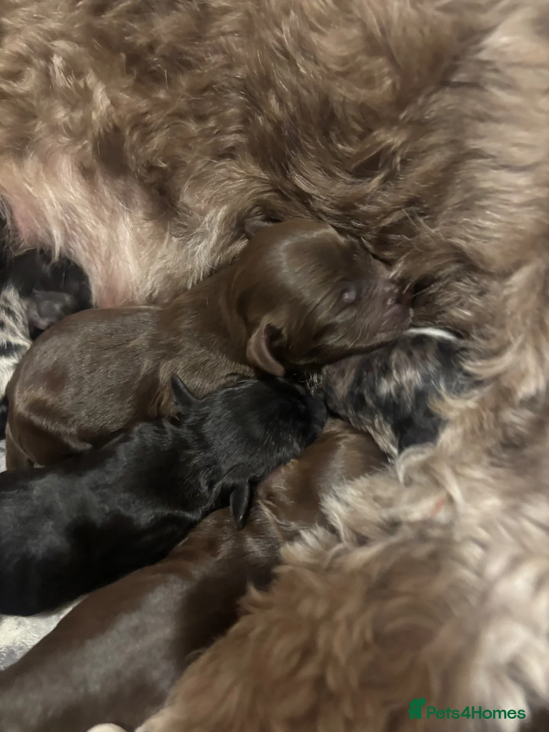 Cockapoo dogs for sale: 10 beautiful cockapoo puppies in Telford - Advert 2