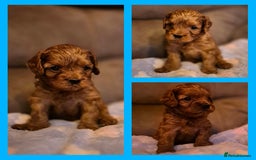 Cavapoo dogs for sale: ⭐️BEAUTIFUL INTENSE RED TOY CAVAPOO PUPPIES⭐️ - Image 16