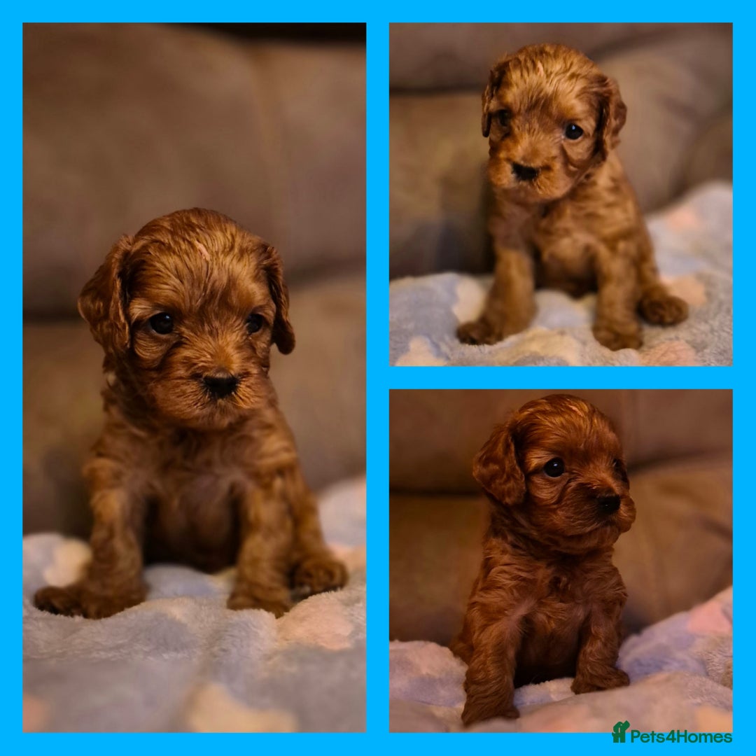 Cavapoo dogs for sale: ⭐️BEAUTIFUL INTENSE RED TOY CAVAPOO PUPPIES⭐️ - Image 16
