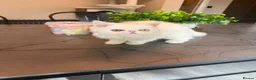 Persian cats for sale: Odd eyed male kitten  - Advert 29