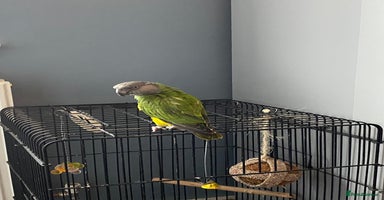 Parrots birds - Advert 14