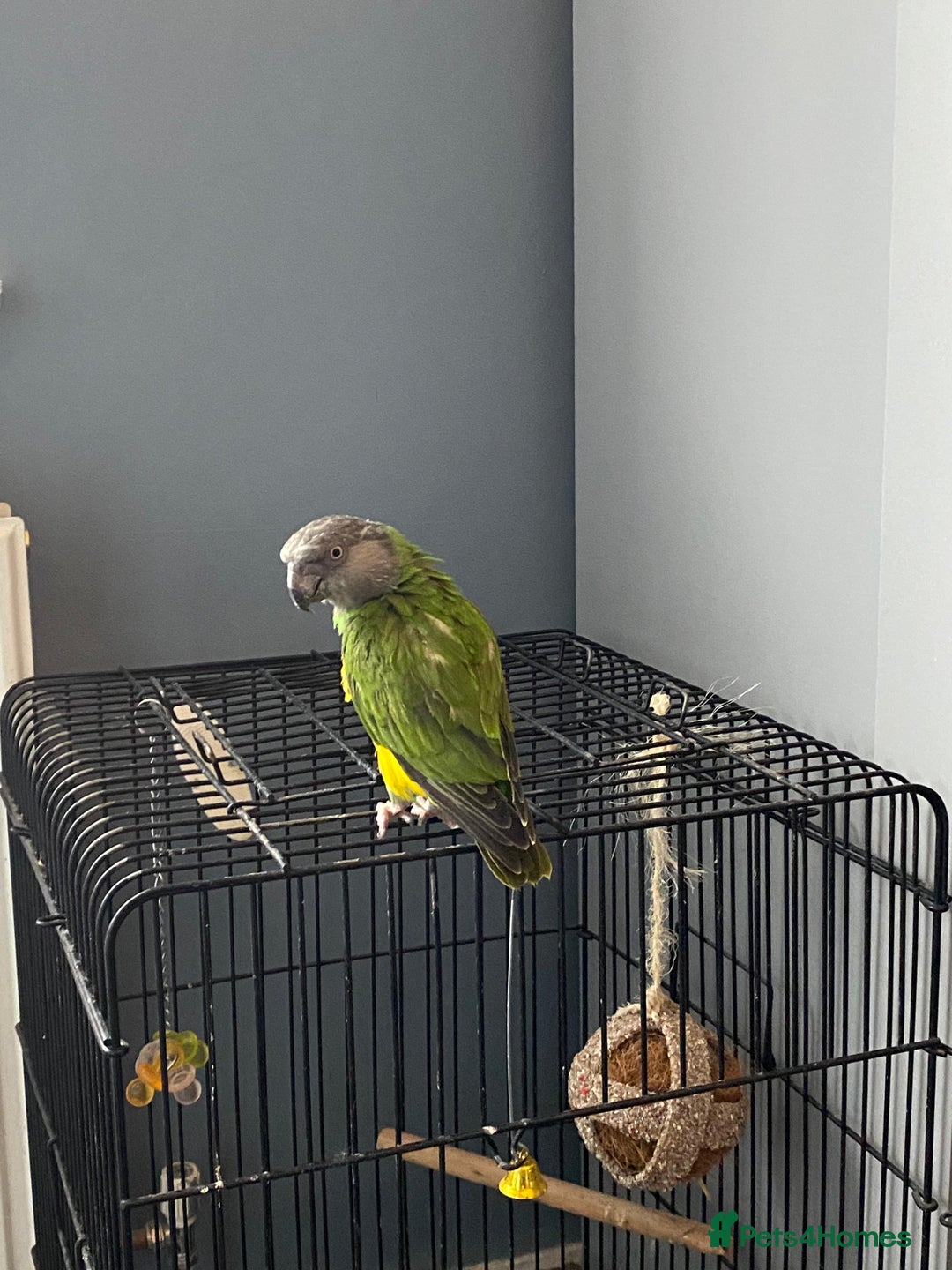 Parrots birds for sale: Silly tame senegal parrot  - Image 2