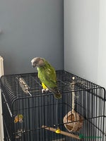 Parrots birds - Advert 6