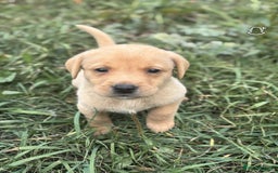 Labrador Retriever dogs for sale: Gorgeous Labrador puppies - Image 5