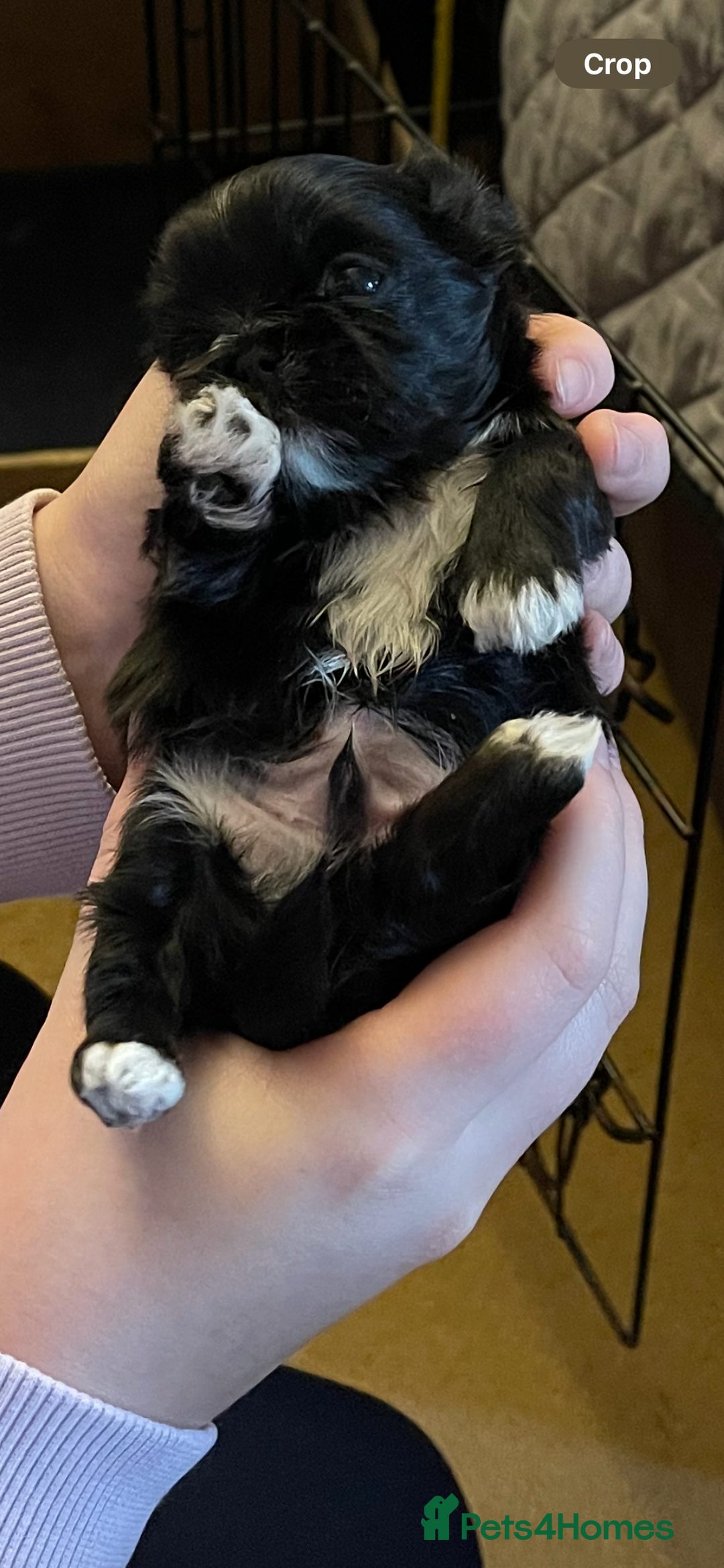 Shih Tzu dogs for sale: imperial karishishi shih tzu - Advert 9