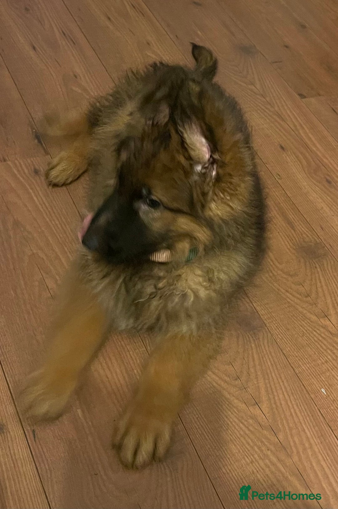 German Shepherd dogs for sale: German Shepherd MALE - Huge  - Advert 14