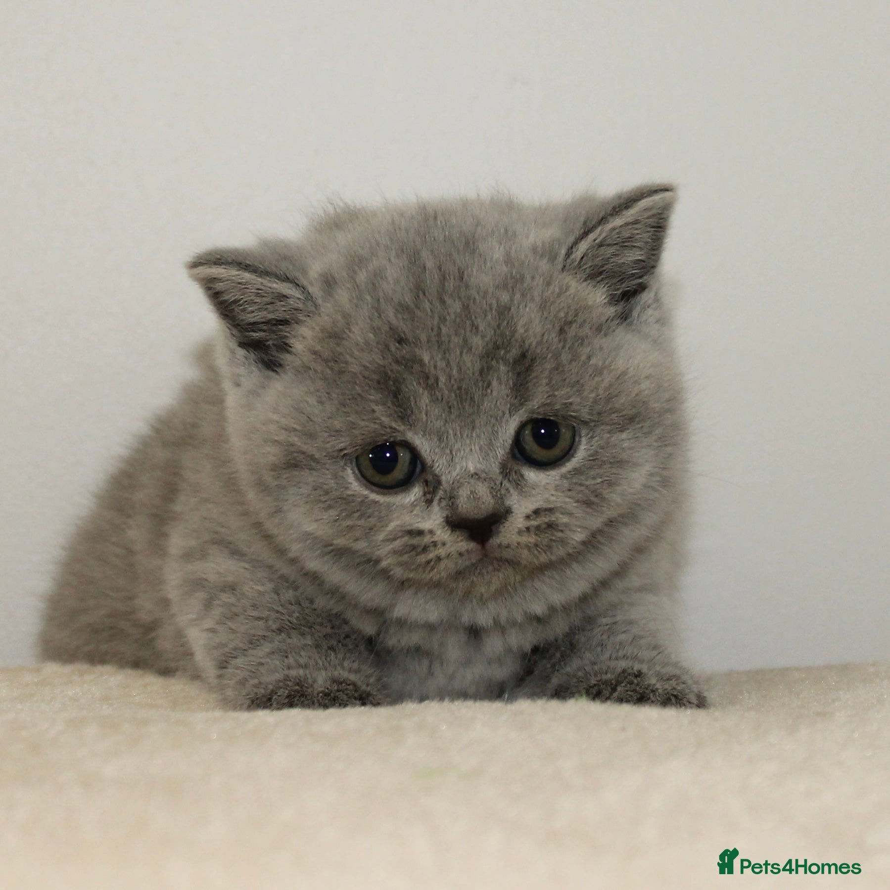 British Shorthair cats for sale: Gccf British Blue kittens  - Advert 8