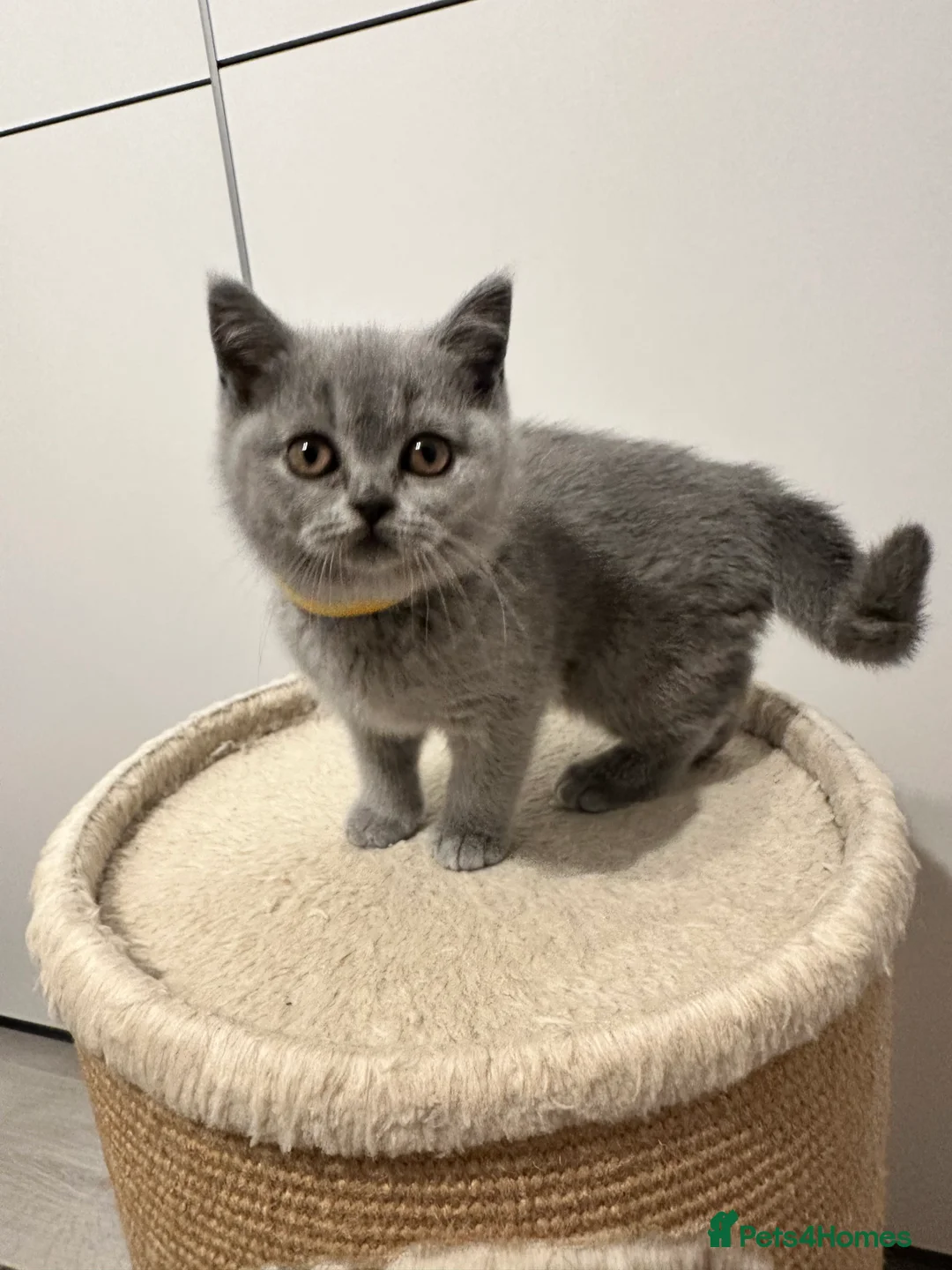 British Shorthair cats for sale: Supreme Grand Champion Sired Kittens blue  - Advert 2
