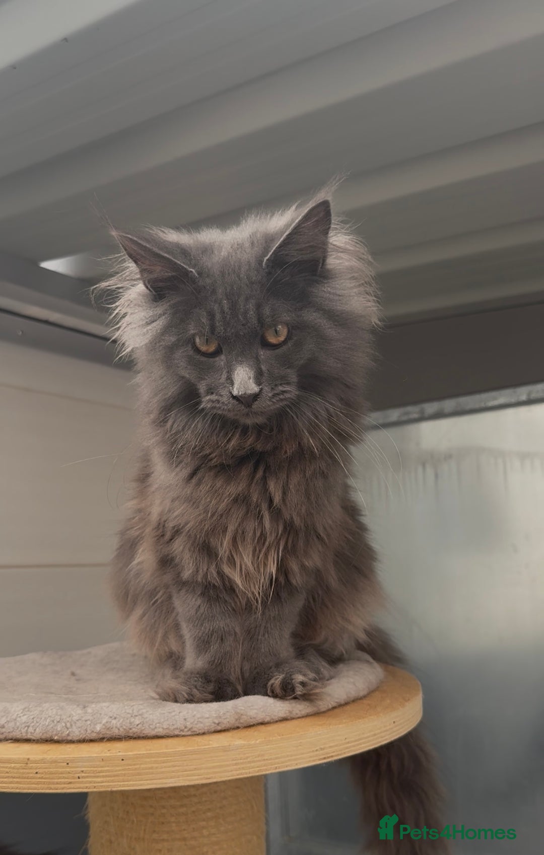 Maine Coon cats for sale: XL maine coon kittens Russia bloodlines Reduced - Advert 3