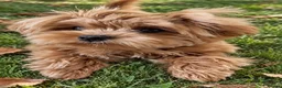 Maltipoo dogs for sale: Asian/Korean Maltipoo. DNA tested parents. - Advert 3