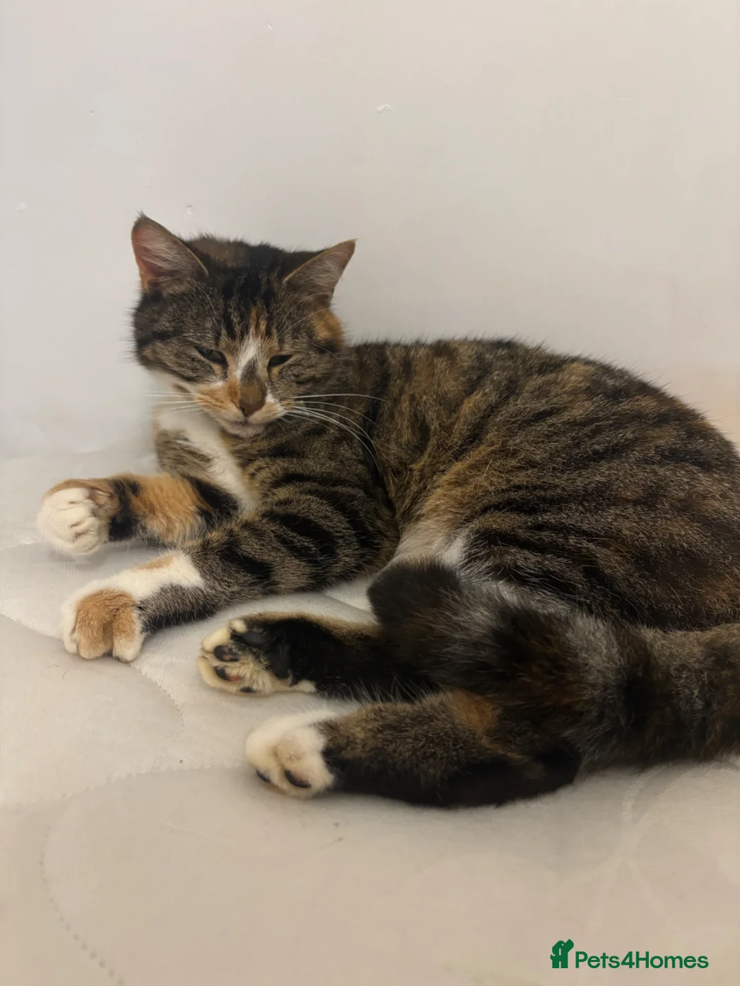 Mixed Breed cats for sale: Beautiful litter of 5 kittens - Advert 2