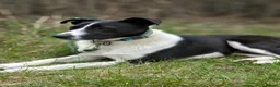 Mixed Breed dogs for adoption: ❤️🐶 RIABA – THE COMPANION EVERY FAMILY DREAMS OF in Burton-on-Trent - Advert 21