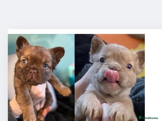 French Bulldog dogs Amazing Fluffy French bulldogs 2 girls left - Advert 2