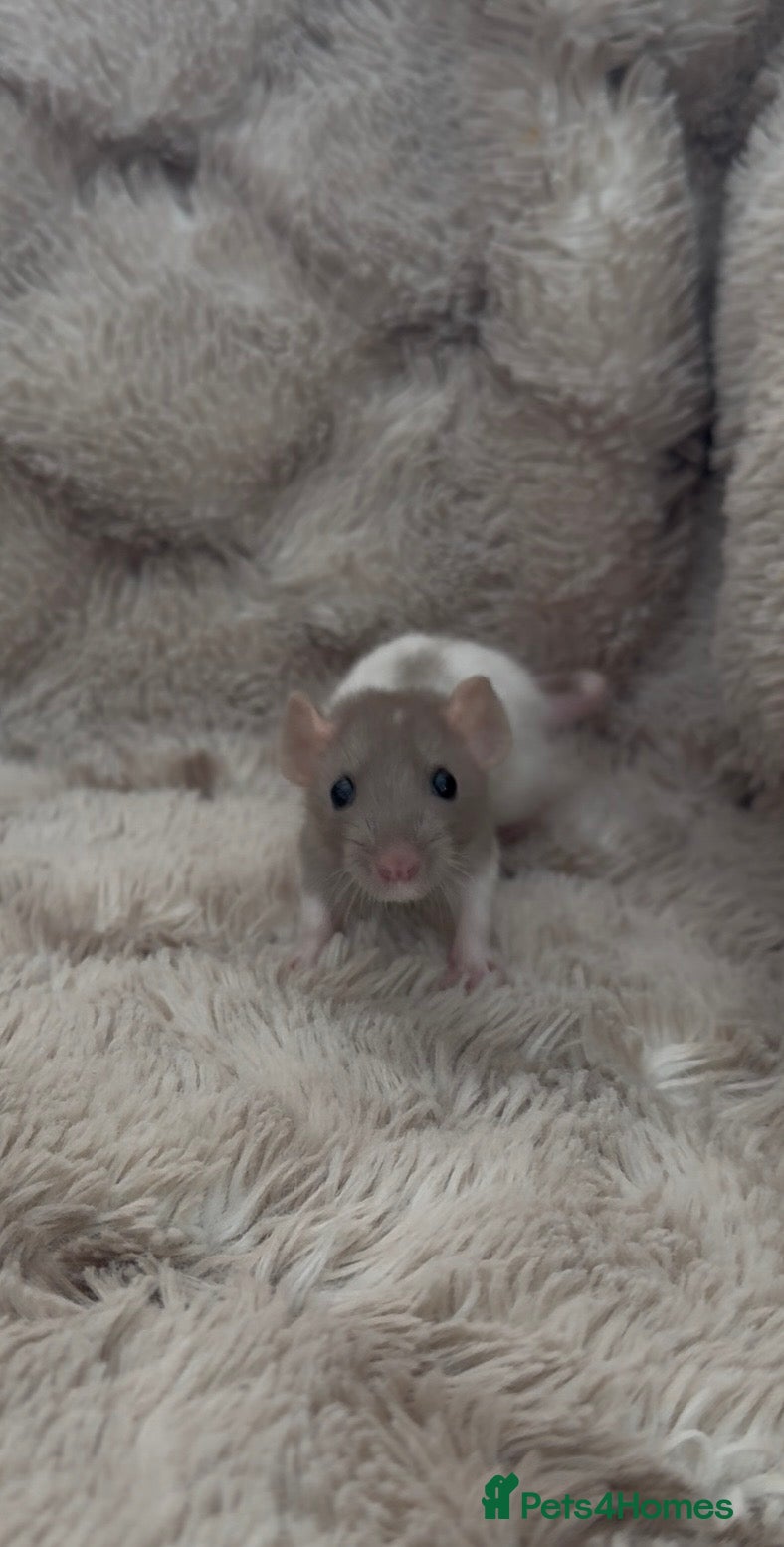 Rat rodents 🐀 Beautiful Rat kitts 🐁 *Available Now* - Advert 1