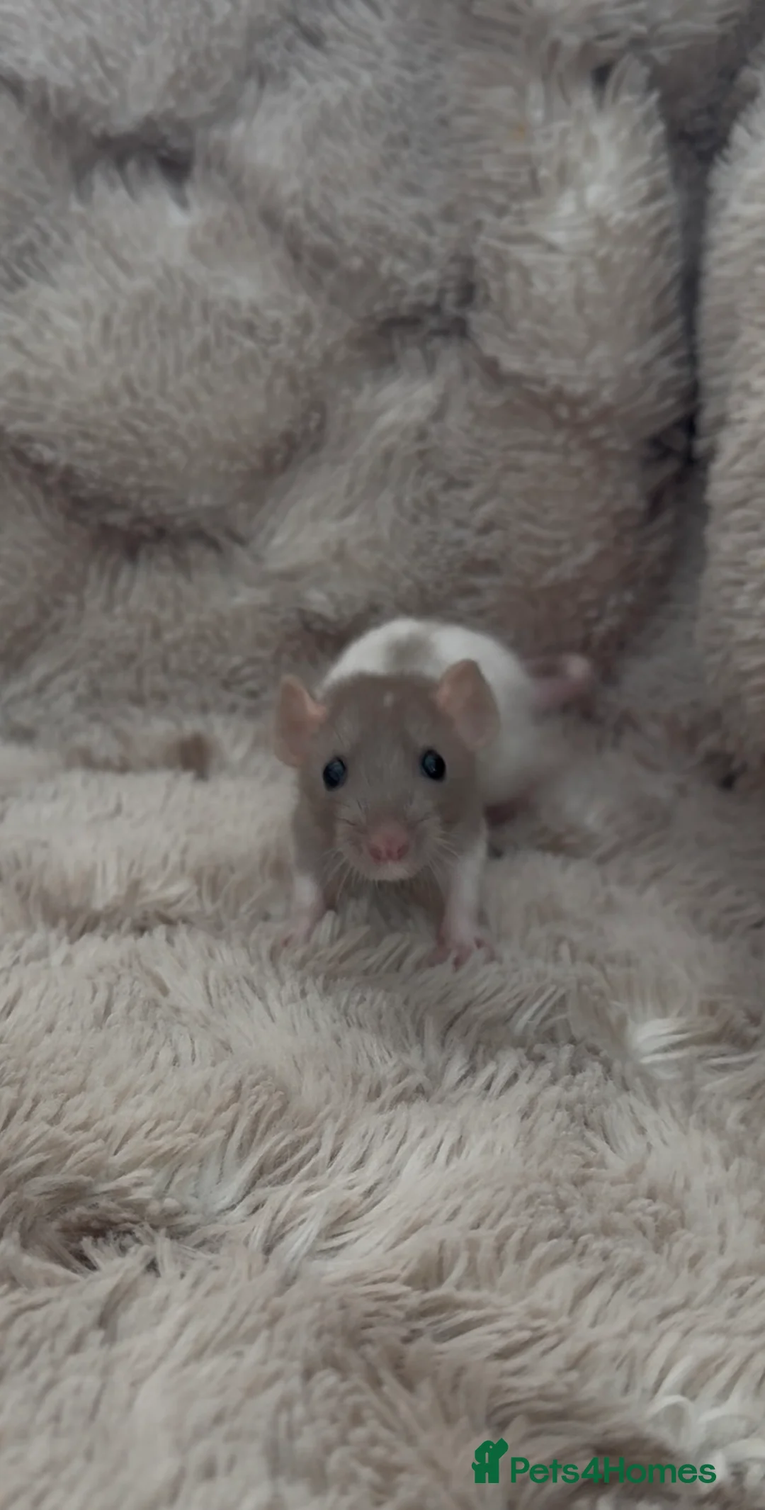 Rat rodents for sale: 🐀 Beautiful Rat kitts 🐁 *Available Now* - Advert 1