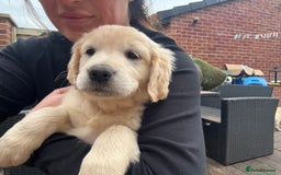 Golden Retriever dogs for sale: Golden retriever X Goldador puppies - Image 27