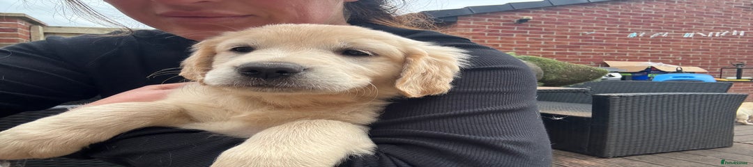 Golden Retriever Pink collar