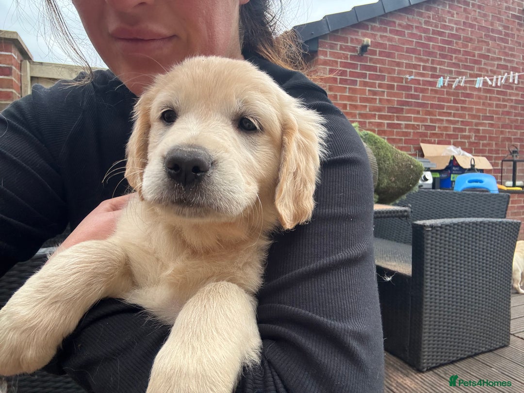 Golden Retriever dogs for sale: Golden retriever X Goldador puppies - Image 27