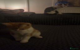 Mixed Breed cats for sale: 2 kittens for sale  - Image 5