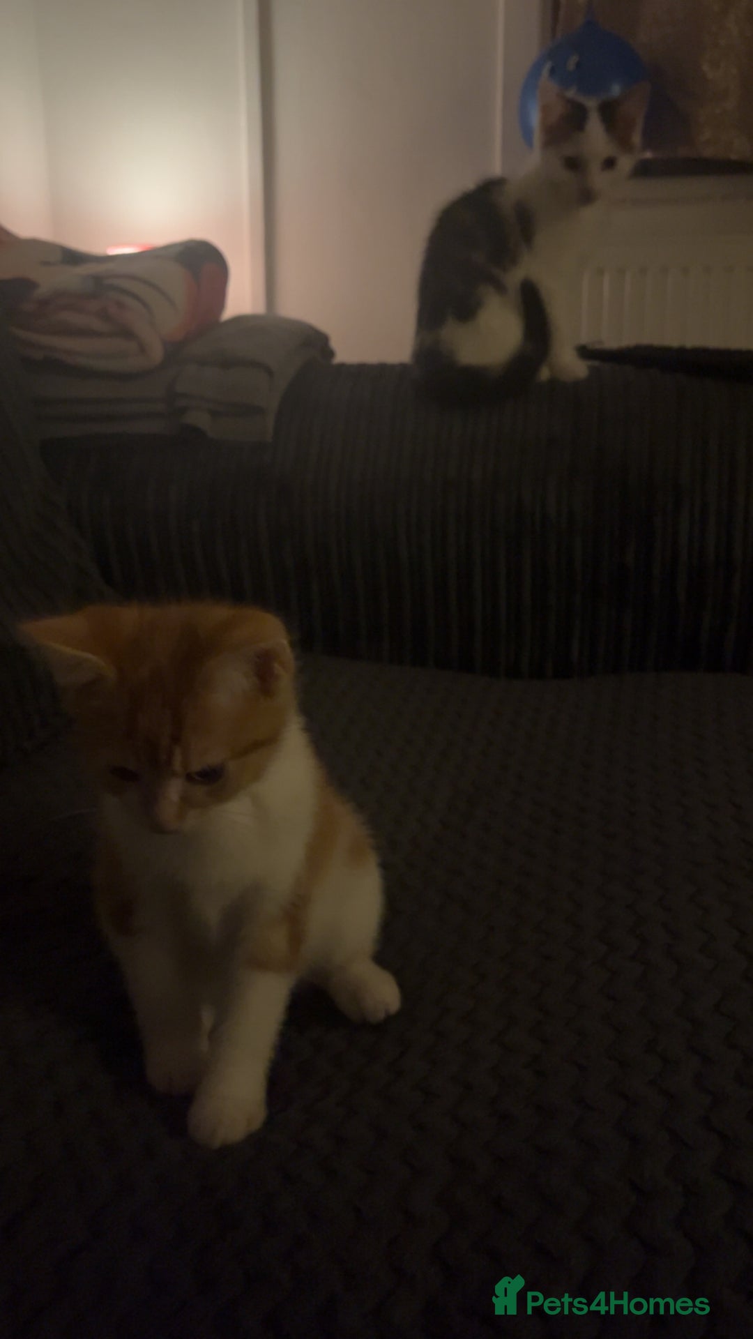 Mixed Breed cats for sale: 2 kittens for sale  - Image 5